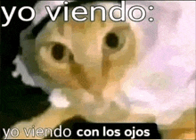 a close up of a cat 's face with the words `` yo viendo yo viendo con los ojos '' .