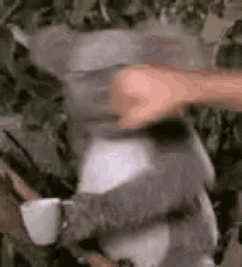 a person is holding a koala bear in a tree .
