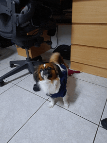 a small dog wearing a blue sweater stands on a tiled floor