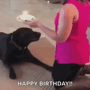 Birthday Cake GIF - Birthday Cake Dog GIFs