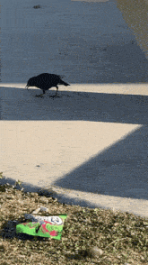 European Starling Alondra Park GIF