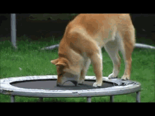 How Does This Thing Work?! GIF - Trampoline Dog Shiba GIFs