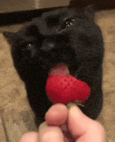 Strawberry Cat Licking Strawberry GIF