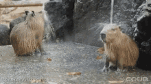 funny animals shower capybara relax bath