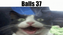 Balls Balls 37 GIF - Balls Balls 37 Cat GIFs