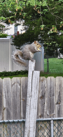 a squirrel sitting on top of a wooden post next to a wooden fence
