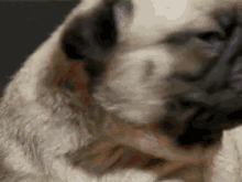 Pug Dramatic Chipmunk GIF - Pug Dramatic Chipmunk Prairie Dog GIFs