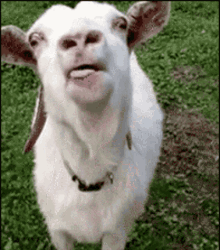 Goat Fast GIF - Goat Fast Mouth Open GIFs