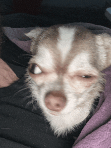 a small brown and white dog laying on a blanket