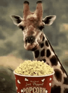 Popcorn Giraffe GIF
