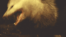 a close up of a white animal with its mouth open