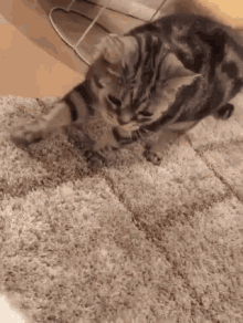 cats fight cat fight meow
