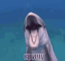 дельфин животные океан море вода кричу ржать GIF - Animal Dolphin Ocean GIFs