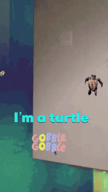 Turtle Bounce GIF - Turtle Bounce Boy GIFs