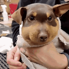 ciassynini dog scared swollen