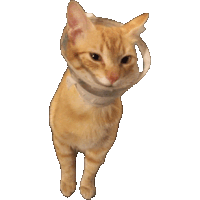 Cat Gato Sticker - Cat Gato Orangecat Stickers