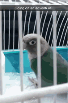 Bird Parrot GIF - Bird Parrot Adventure GIFs