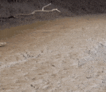 a blurred image of a muddy surface with a tree branch in the background