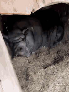 GIF