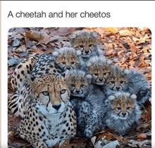 Cheetos GIF