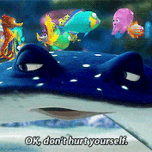 Finding Nemo Mr Ray GIF - Finding Nemo Mr Ray Ok Dont Hurt Yourself GIFs