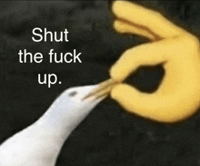 a picture of a seagull with the words shut the fuck up below it