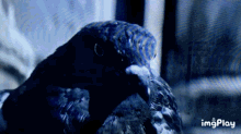 Pigeon Bird GIF - Pigeon Bird Double GIFs