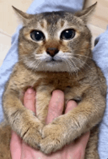 a cat is being held in a person 's hand .