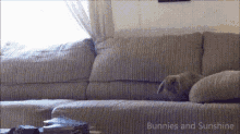 Speed Bunnies GIF - Speed Bunnies Sofa GIFs