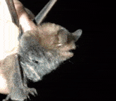 a close up of a bat hanging upside down from a person 's hand