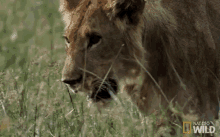 Mother And Son GIF - Wild Animals Savage Kingdom Angry GIFs