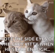 Funny Animals Kitty GIF - Funny Animals Kitty Bite GIFs