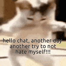 Cat Hate Self Cat Chat GIF - Cat Hate Self Cat Chat Wcah GIFs