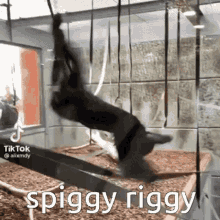 Spiggy Riggy GIF - Spiggy Riggy GIFs