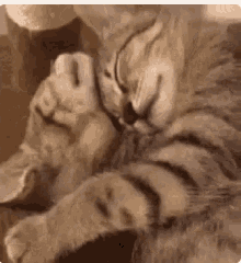 Amor Cat GIF - Amor Cat Cuddle GIFs