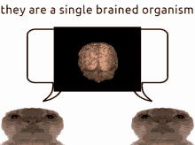 Same Brain Single Brained GIF