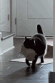 a cat is walking on a wooden floor in a room .