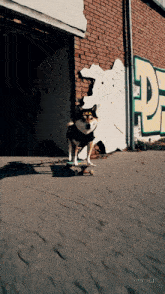 a dog wearing sunglasses is riding a skateboard in front of a brick wall with the letter d painted on it