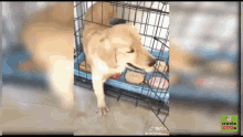 Cage Dog GIF - Cage Dog Close Door GIFs