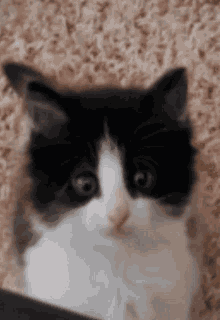 Vtvl Nova Da Cat GIF - Vtvl Nova Da Cat Cat GIFs