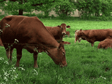 Vache Animaux GIF - Vache Animaux Good Morning Gif GIFs