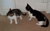two cats are standing next to each other on a carpeted floor .