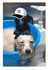 two dogs wearing hats are taking a bath in a blue bowl