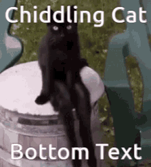 Chiddle Cat GIF - Chiddle Cat Lel GIFs