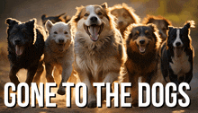 Gone To The Dogs GIF
