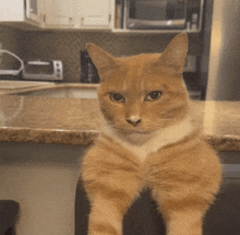 Cat Mewing GIF