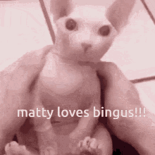Matty Mattycord GIF - Matty Mattycord Matty Loves Bingus GIFs