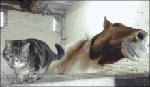Cat Kitty GIF - Cat Kitty Horse GIFs