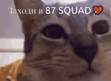 Cat 87squad GIF - Cat 87squad Come In GIFs