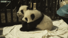 Panda Cub GIF - Panda Cub Hug GIFs
